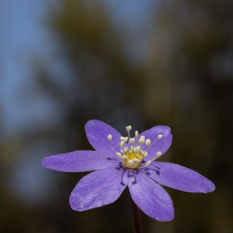 Common hepatica | Sinivuokko