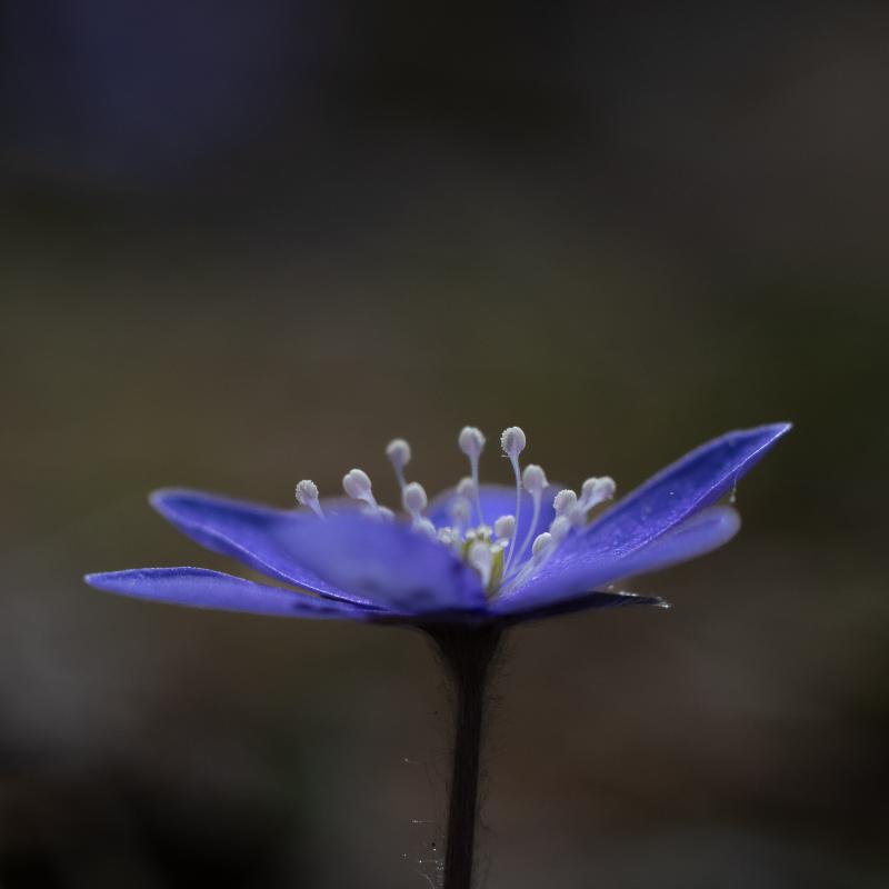 Common hepatica | Sinivuokko