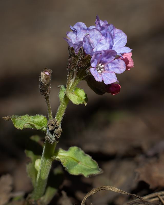 Unspotted lungwort | Lehtoimikkä