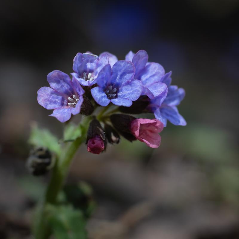Unspotted lungwort | Lehtoimikkä