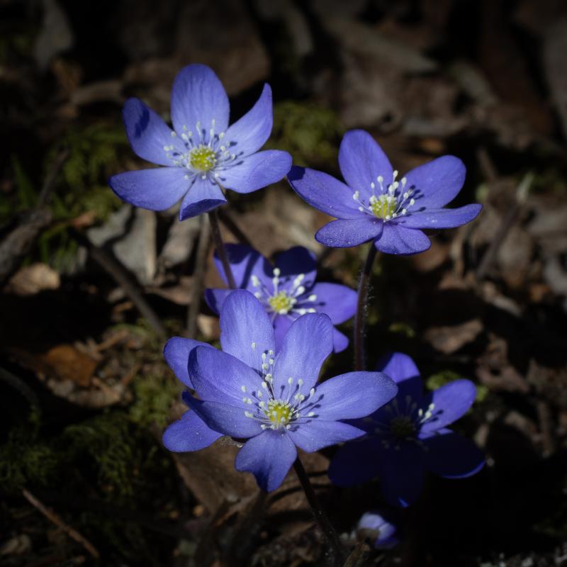 Common hepatica | Sinivuokko