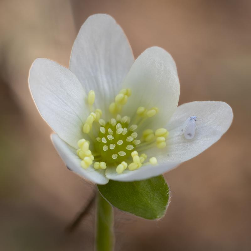 White flowered common hepatica | Valkoinen sinivuokko