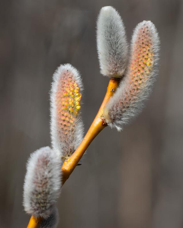 Willow | Pajunkukinto