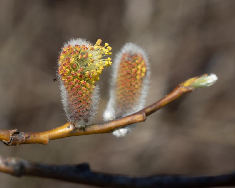 Willow | Pajunkukinto
