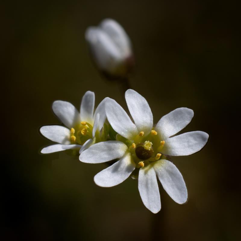 Whitlowgrass | Kevatkynsimö
