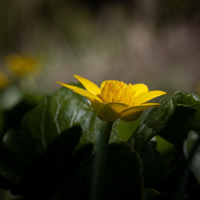 Lesser Celandine | Mukulaleinikki