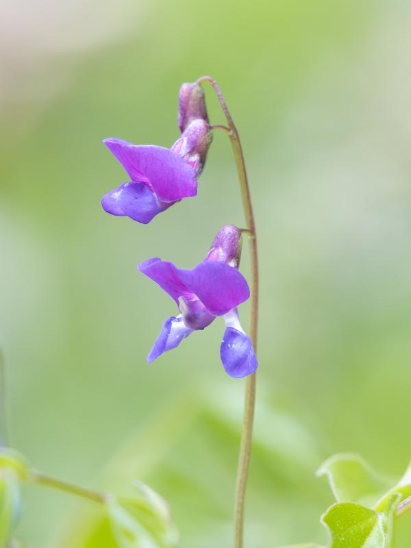 spring vetchling | Kevätlinnunherne