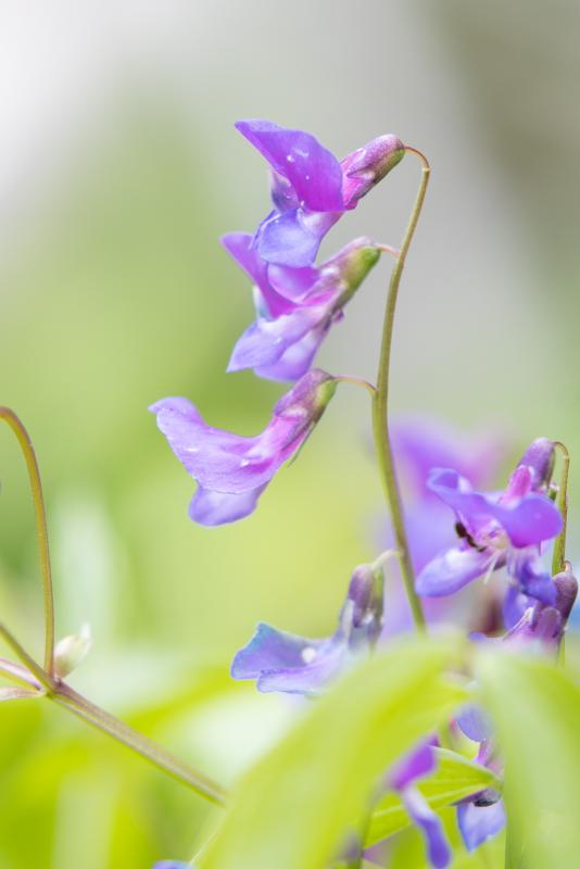 spring vetchling | Kevätlinnunherne
