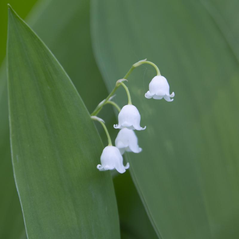 Lily-of-the-valley | Kielo