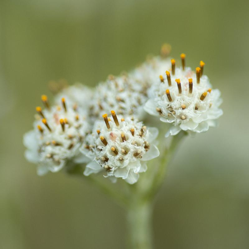 Mountain everlasting | Kissankäpälä