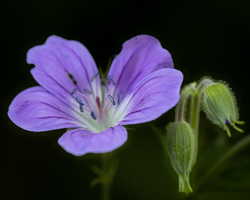 Wood Crane's-bill | Metsäkurjenpolvi