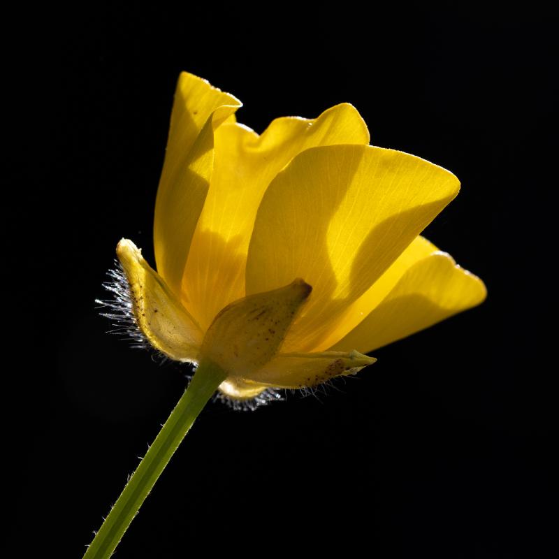 Meadow buttercup | Niittyleinikki