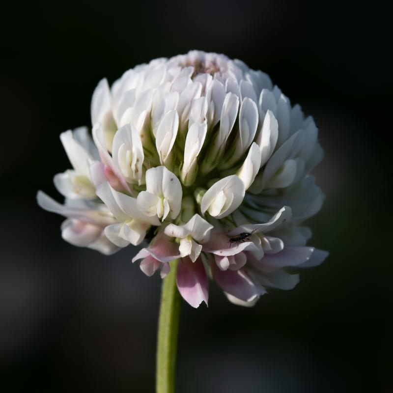 Alsike Clover | Alsikeapila
