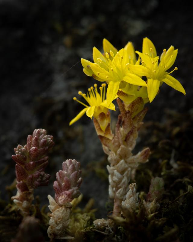 Biting Stonecrop | Keltamaksaruoho
