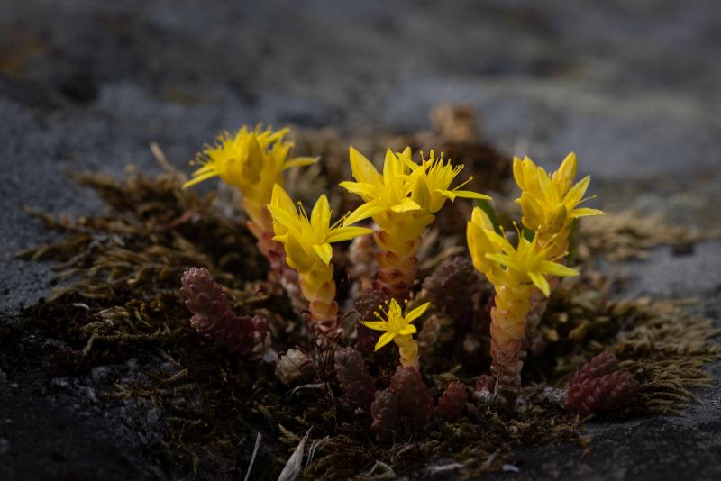 Biting Stonecrop | Keltamaksaruoho