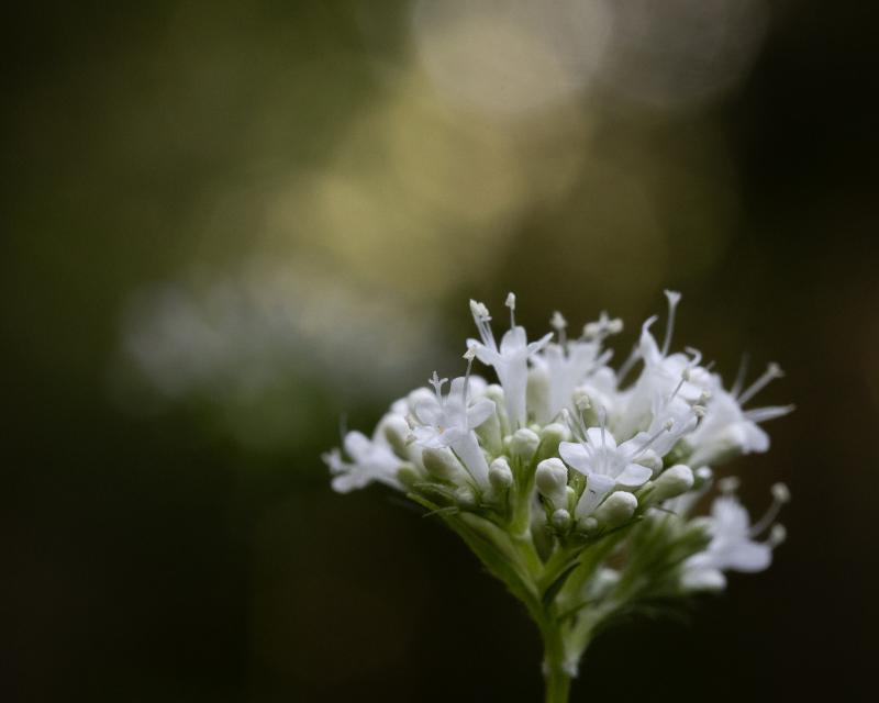 Garden valerian | Lehtovirmajuuri