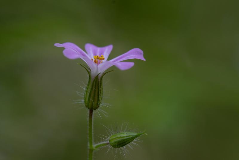 Wood Crane's-bill | Metsäkurjenpolvi