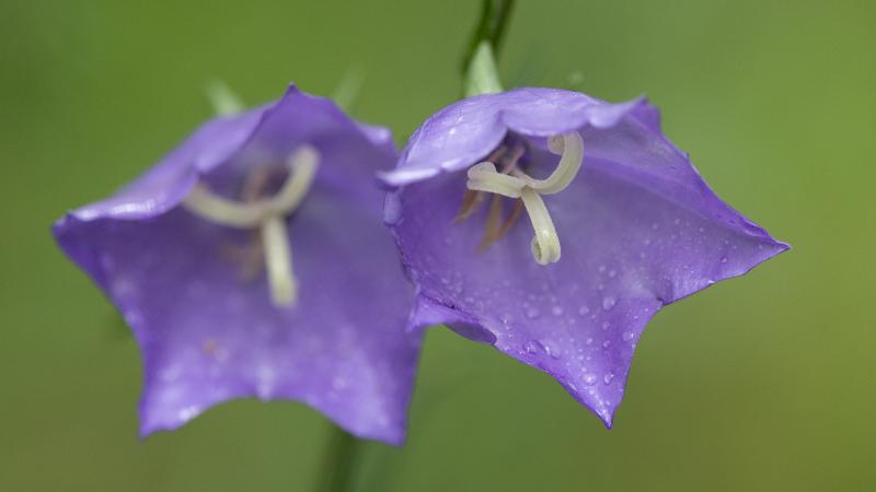 Peach-leaved bellflower | Kurjenkello