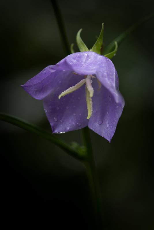 Peach-leaved bellflower | Kurjenkello