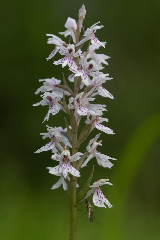 Heath spotted orchid | Maariankämmekkä