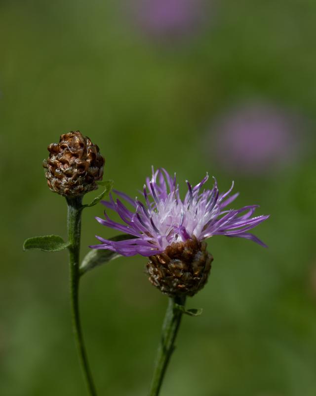 Brown knapweed | Ahdekaunokki