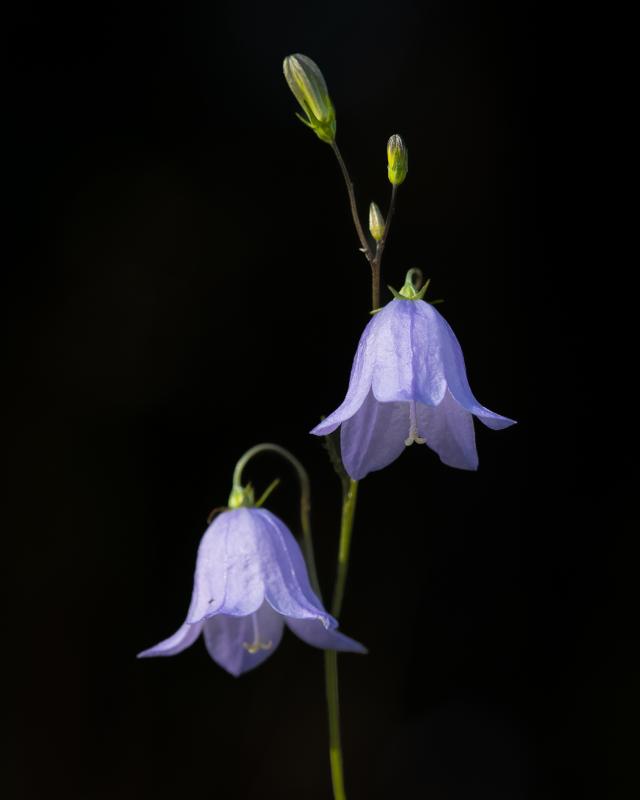 Harebell | Kissankello