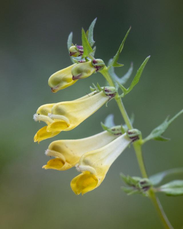 Common cowwheat | Kangamaitikka