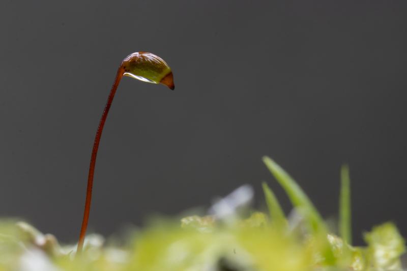 Moss | Sammal