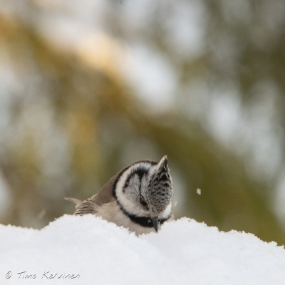 Töyhtötiainen |  Crested Tit