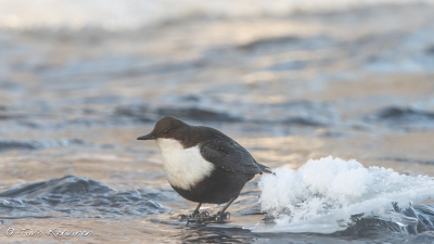 Dipper | Koskikara