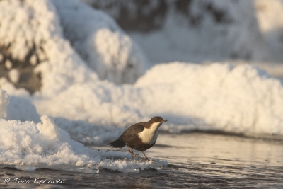 Dipper | Koskikara
