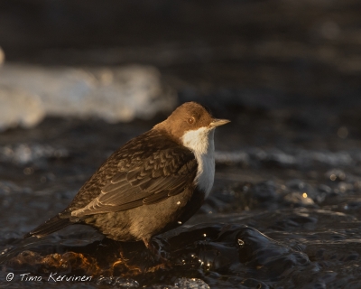 Dipper | Koskikara