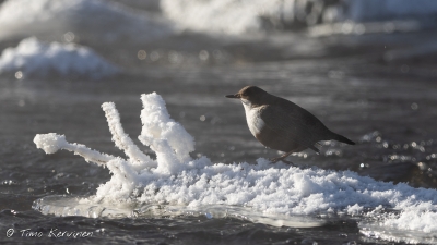 Dipper | Koskikara