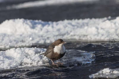 Dipper | Koskikara