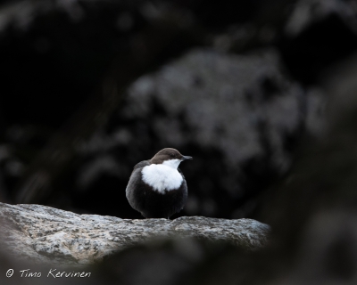 Dipper | Koskikara