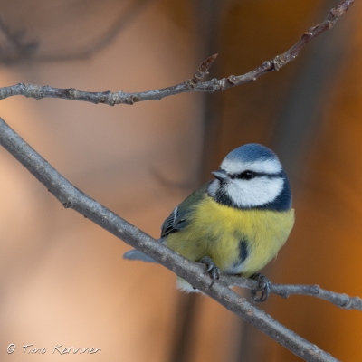 Töyhtötiainen |  Blue Tit