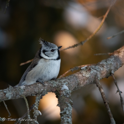 Töyhtötiainen |  Crested Tit