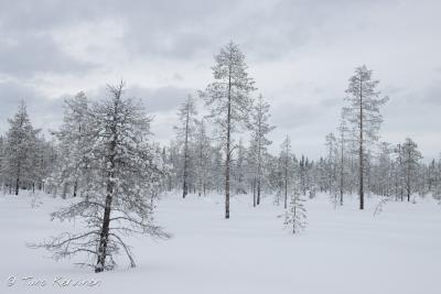 Pallas-Yllästunturi National Park