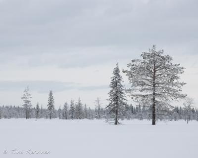 Pallas-Yllästunturi National Park