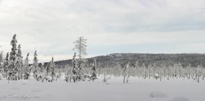 Pallas-Yllästunturi National Park