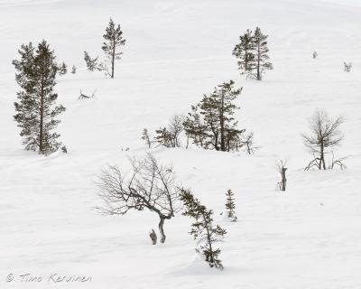 Pallas-Yllästunturi National Park