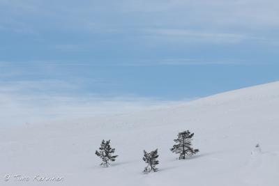 Pallas-Yllästunturi National Park