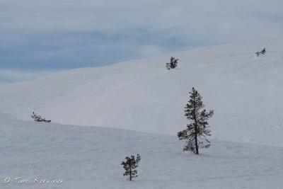 Pallas-Yllästunturi National Park