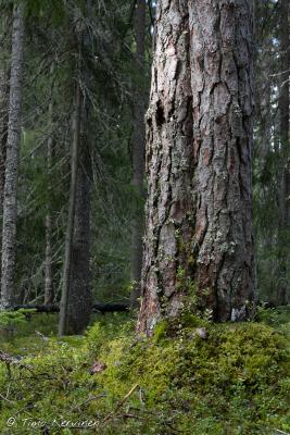 Seitseminen National Park