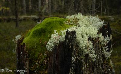 Pyhä-Häkki National Park