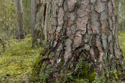 Pyhä-Häkki National Park