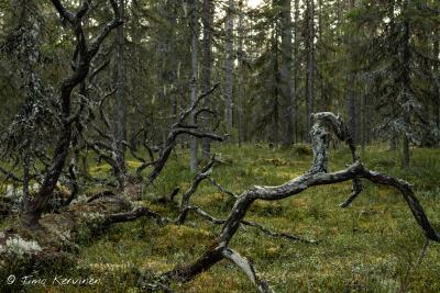 Pyhä-Häkki National Park