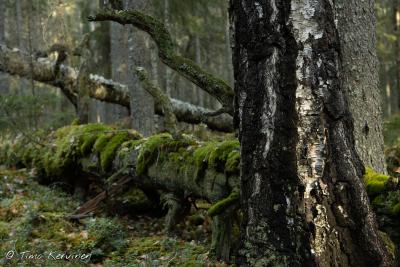 Pyhä-Häkki National Park