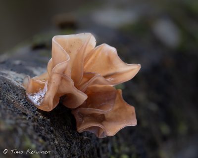 Phaeotremella sp. | Liuskahytykkä