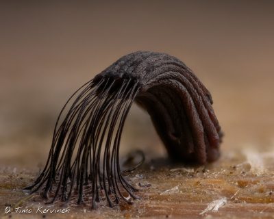 Stemonitis sp. | Kääminen